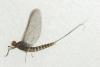 Baetis sp.